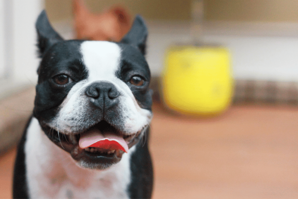 Breeding Boston Terriers: Comprehensive Guide to Ethical Practices & Breed Preservation 1 Boston Terrier