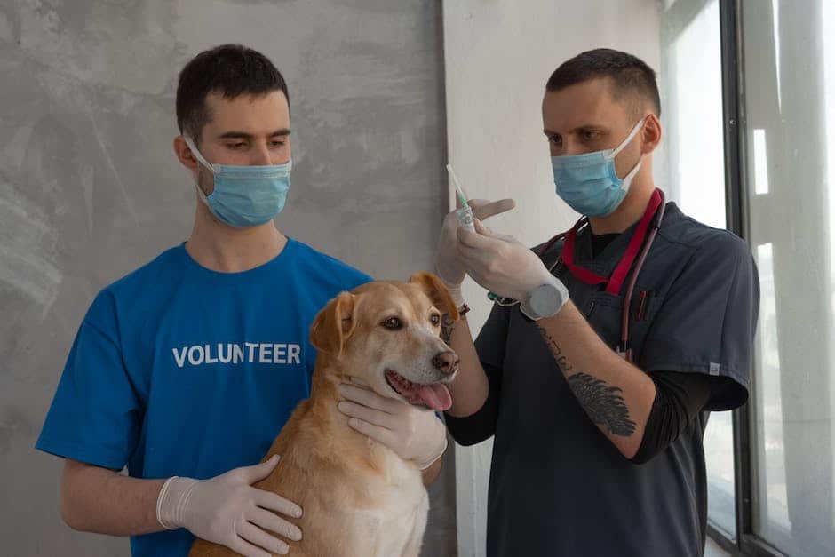 Understanding the 7-in-1 Dog Vaccination: A Comprehensive Guide 2 dog vaccination