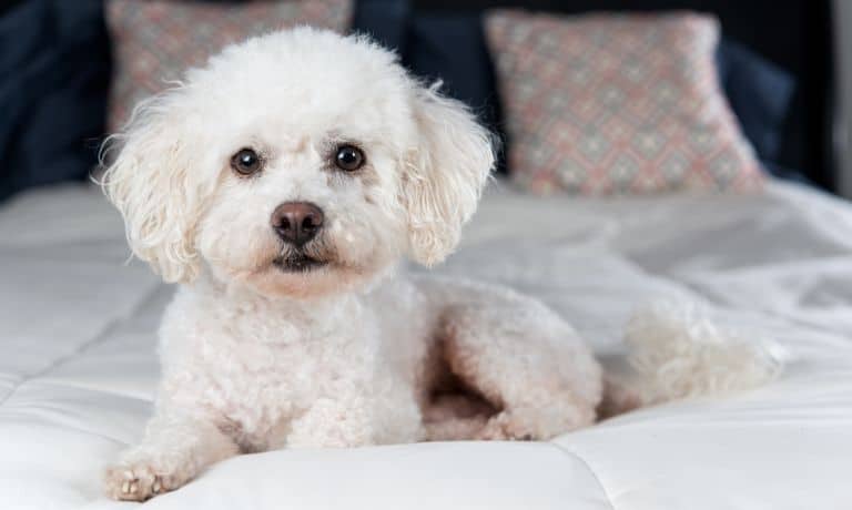 5 Ways To Live With a Pet You’re Allergic To 1 SmarterHepa-273075-Pet-Allergic-To-Image1.jpg