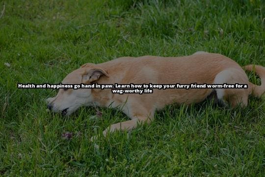 A dog looking lethargic and unwell 492