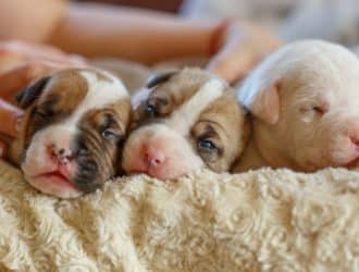 Canine Care: Tips for Looking After Newborn Puppies