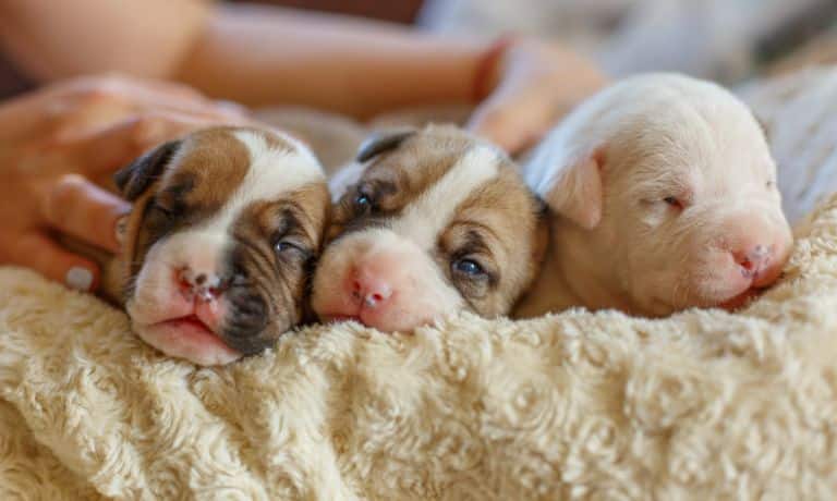 Canine Care: Tips for Looking After Newborn Puppies 1 Canine Care: Tips for Looking After Newborn Puppies
