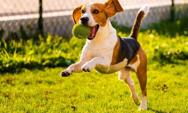 4 Ways You Can Spoil and Pamper Your Pup 1 RhinestonesUnlimited-273564-Spoil-Pamper-Pup-Image1.jpg