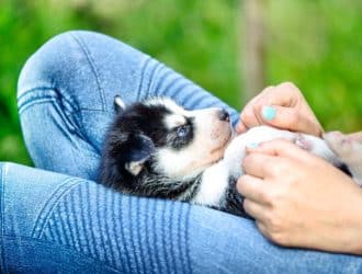 Puppy Checklist: Gear You’ll Need for Your New Dog