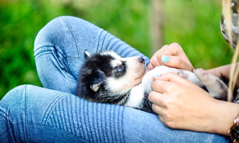 Puppy Checklist: Gear You’ll Need for Your New Dog 1 Puppy Checklist: Gear You’ll Need for Your New Dog