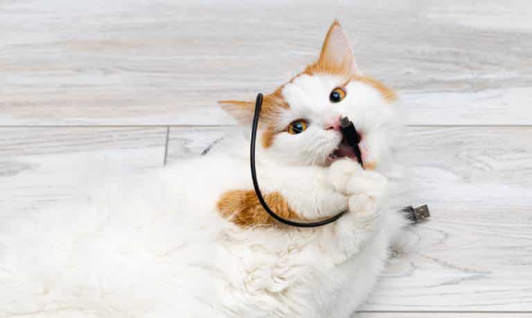 Cats and Cables: Tips To Stop the Chewing 1 A domestic white and orange cat with yellow eyes mischievously plays with a short black charging cable on the floor.