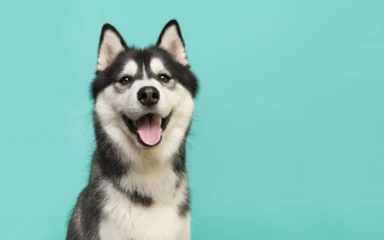 The Husky: Why Do These Dogs Howl and Talk So Much? 1 A portrait photo of a black-and-white Siberian husky with its mouth open sitting in front of a plain turquoise background.