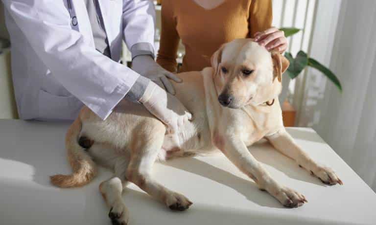 Dog Care Tips: 5 Natural Ways To Improve Gut Health 1 A vet gently pressing their gloved hands onto a full-grown Labrador dog's stomach, checking for gut issues.