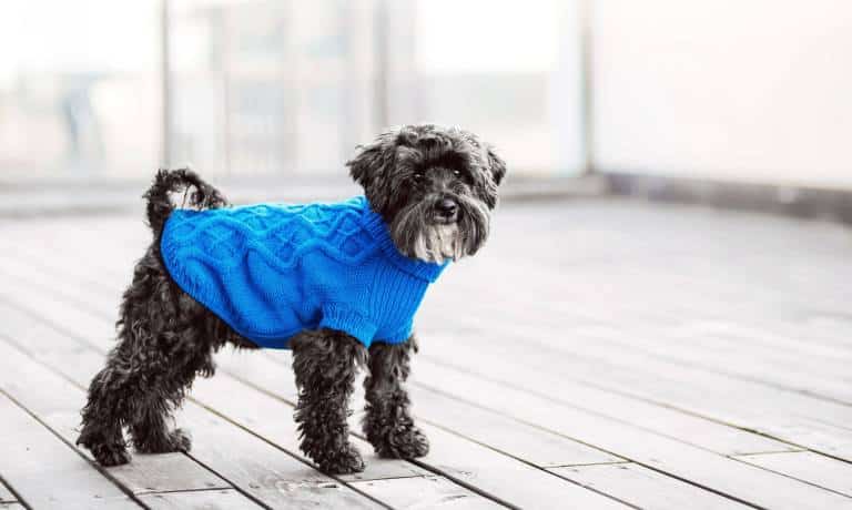 4 Fashion Accessories You Should Get for Your Dog 1 A small black and white dog is standing on a wood floor. He is wearing a royal blue cable knit sweater.