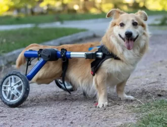 Sylvan 335397 Dog Wheelchair Reasons Image1