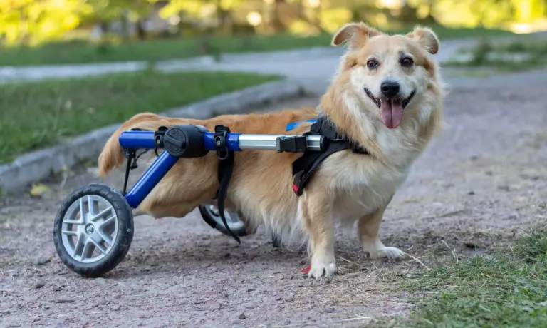 Sylvan 335397 Dog Wheelchair Reasons Image1