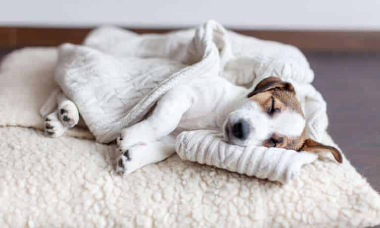 4 Reasons To Set Up a Safe Space for Your Dog 1 A brown and white puppy sleeps on a fluffy sherpa dog bed covered by his owner's cable knit sweater.