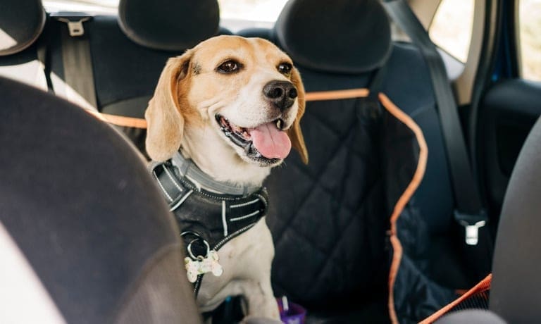How To Pack a Travel Kit for Your Dog's Car Trip 1 A beagle wearing a harness and collar sits in the back seat of a sedan covered by a dark quilted seat cover.