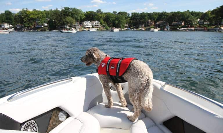 Tips for Boat Training Your Dog and Calming Its Nerves 1 A dog stands on a white boat wearing an orange life vest. He's looking out at the open water with trees in the background.