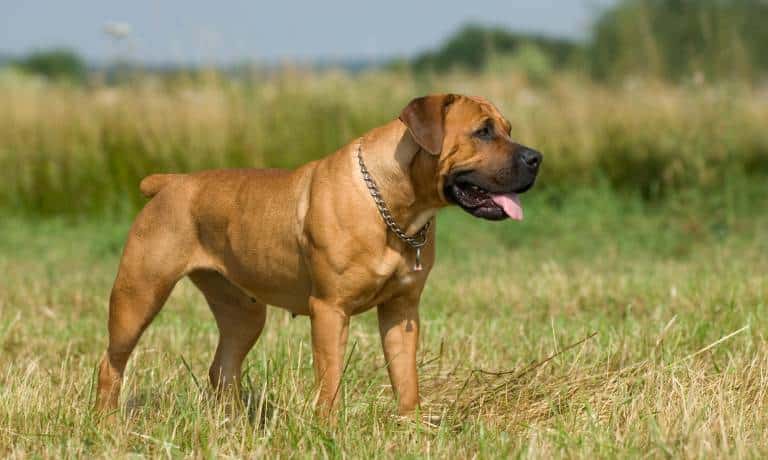 Is a Boerboel Dog the Right Breed for Your Family? 1 A chestnut-colored, muscular dog has a docked tail, floppy ears, and a black muzzle. The dog is panting and standing in a field.