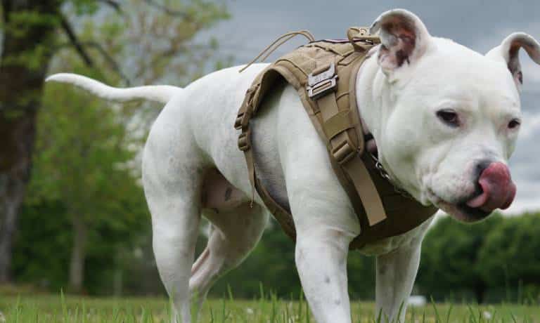 Essential Tactical Gear You Need for Your Dog 1 A close-up view shows a white dog walking on the grass while licking their nose and wearing a tan harness.