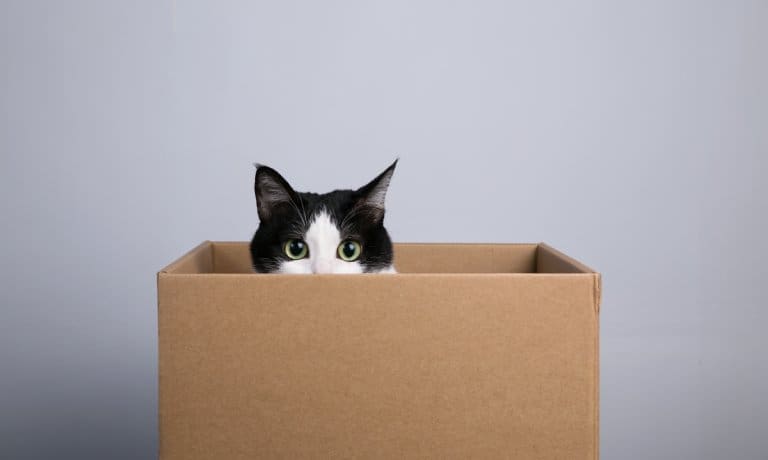 DIY Cat Toys You Can Make With a Cardboard Box 1 An adorable black and white cat sits in a cardboard box with its head poking over the side. The background is gray.