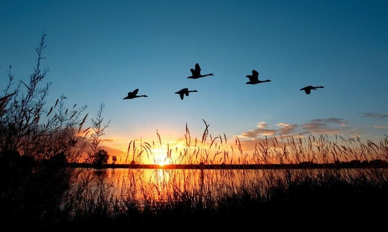 Adventurous Outdoor Activities to Try with Your Dogs 1 A small flock of five geese flying over a marsh as the sun rises or sets behind a partly-cloudy sky in the background.