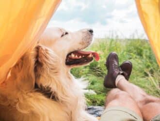 A golden retriever dog and a man wearing brown boots are sitting at the opening of a yellow tent in a grassy field.