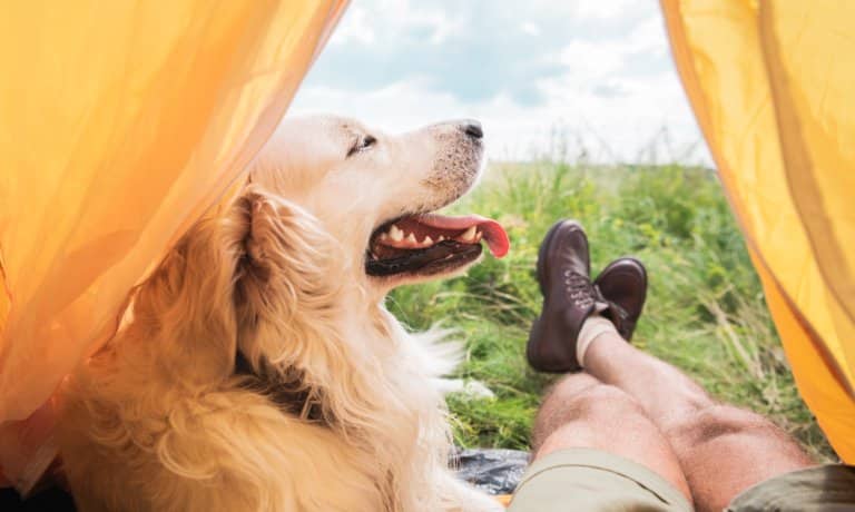 A golden retriever dog and a man wearing brown boots are sitting at the opening of a yellow tent in a grassy field.