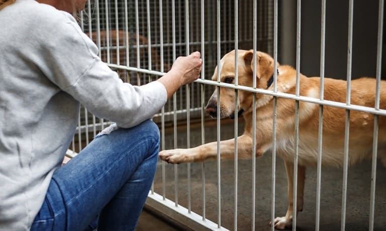 A woman crouches in front of the kennel of a retriever-like shelter dog, who is reaching a paw through the bars.