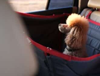 A small dog sits in a red and black car backseat dog carrier with sunlight streaming through the open window.