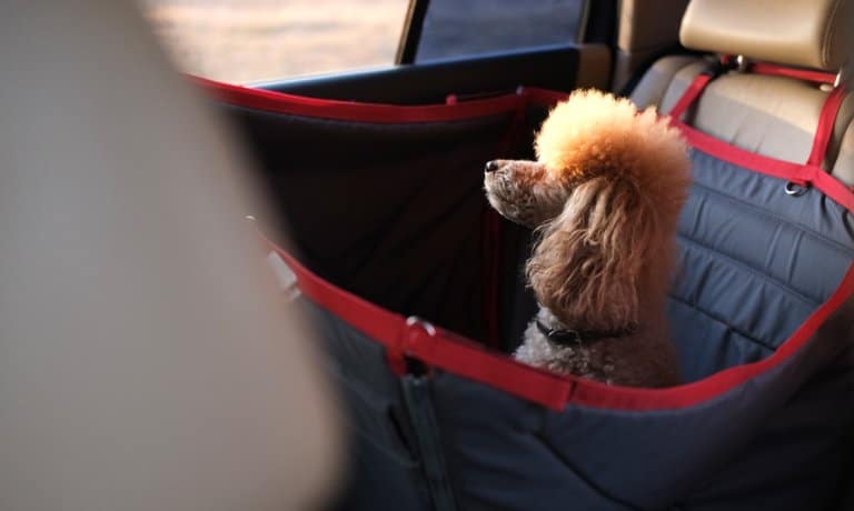 A small dog sits in a red and black car backseat dog carrier with sunlight streaming through the open window.