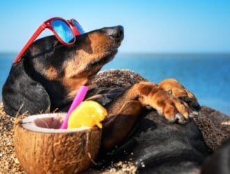 A Daschund lies on the beach, partially buried in the sand. The dog wears red sunglasses and has a coconut cup drink.