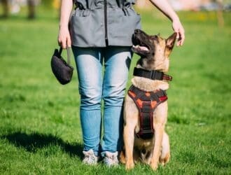 A woman wearing jeans holding a black bag standing in the grass next to her dog that has a red and black harness.