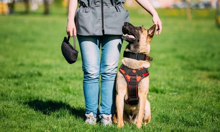 5 Interesting Things Dogs Can Be Trained To Do 1 A woman wearing jeans holding a black bag standing in the grass next to her dog that has a red and black harness.