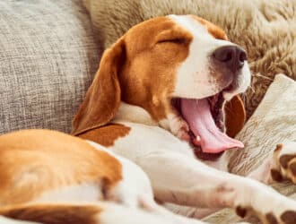 A beagle dog yawns with its eyes closed while laying on its side on a sofa with blankets and pillows.