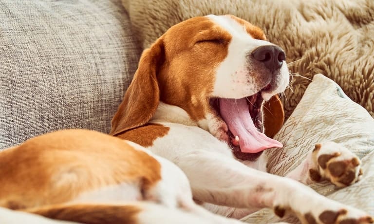 A beagle dog yawns with its eyes closed while laying on its side on a sofa with blankets and pillows.
