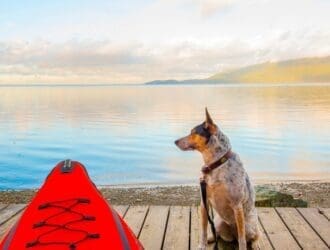 A dog sits stoically on a dock next to a red kayak. A rocky beach appears behind the dog and kayak.