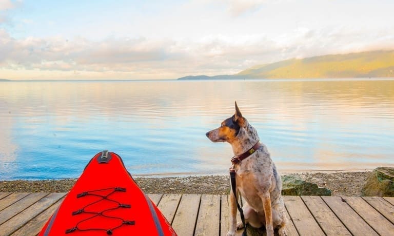 A dog sits stoically on a dock next to a red kayak. A rocky beach appears behind the dog and kayak.