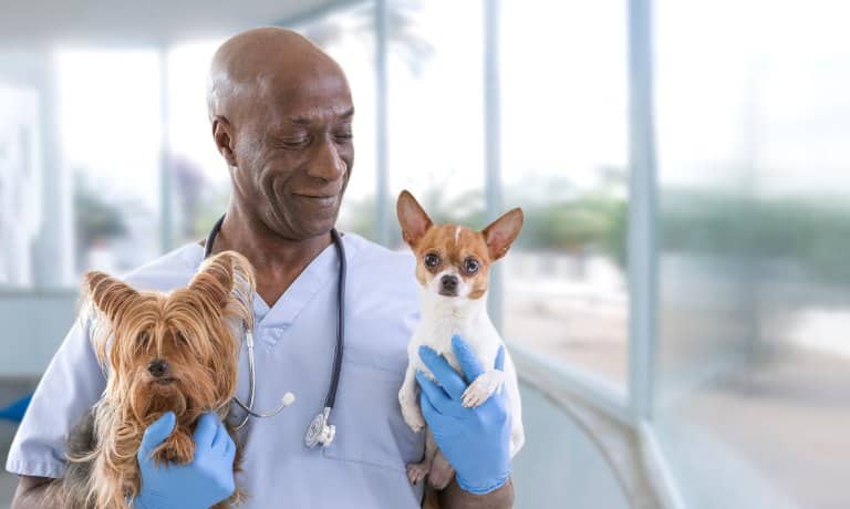 The Tools Vets Use to Track Pet Wellness 1 A smiling man wearing blue scrubs and a stethoscope carries a small dog under each arm. He's next to a wall of windows.