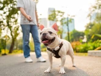 A bulldog on a leash and its owner taking a walk in a public park with a city visible in the background.