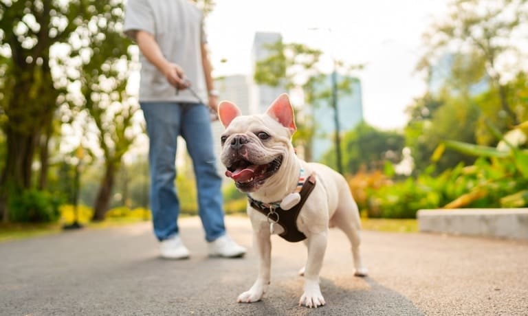 A bulldog on a leash and its owner taking a walk in a public park with a city visible in the background.