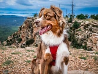 A close-up view shows a dog with red, white, and brown fur wearing a red harness sitting on a rocky mountain.