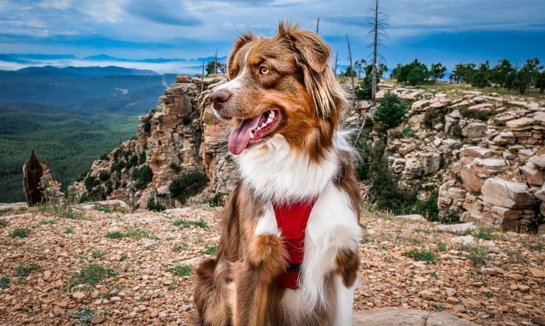 A close-up view shows a dog with red, white, and brown fur wearing a red harness sitting on a rocky mountain.