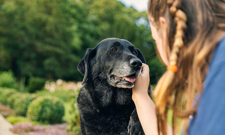 How To Help Your Dog in Its Senior Years 1 A young woman and dog sitting outside. She's holding her hand against the black dog's graying muzzle.