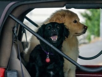Two dogs, a black Cocker Spaniel and a beige Eurasier, sit together in the back of a red Jeep.