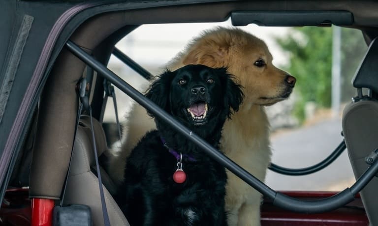 Commands To Teach Your Pet During an Off-Road Adventure 1 Two dogs, a black Cocker Spaniel and a beige Eurasier, sit together in the back of a red Jeep.
