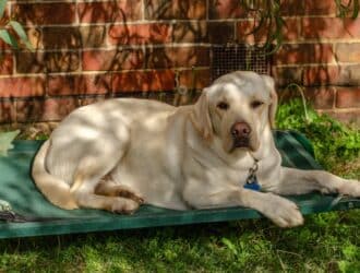 A large yellow Labrador Retriever relaxes on an elevated green dog bed in the shade of a tree. The dog looks calm.