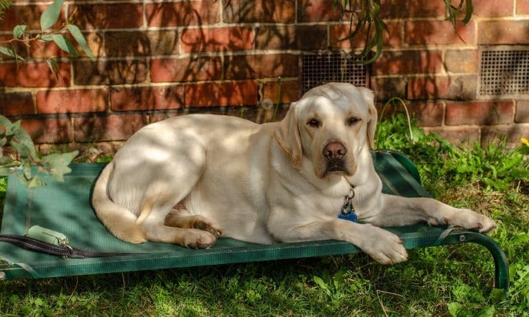 A large yellow Labrador Retriever relaxes on an elevated green dog bed in the shade of a tree. The dog looks calm.