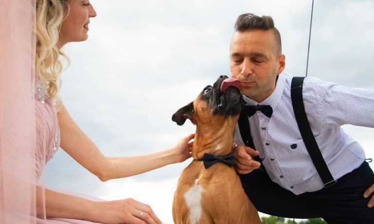 A bride and groom pet and comfort a dog dressed in a black bow tie. The dog happily licks the groom's cheek.