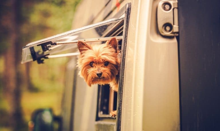 A Quick Guide to RV Travel With Your Dog 1 A Yorkshire terrier sticking its head out of the propped-up window of an RV. A forest is blurred in the background.
