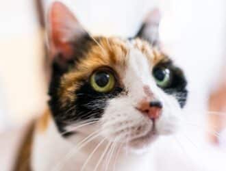 A calico cat with wide green eyes staring up at something. The image's focus is on the cat's face, leaving the background blurry.