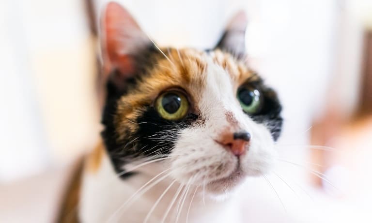 A calico cat with wide green eyes staring up at something. The image's focus is on the cat's face, leaving the background blurry.