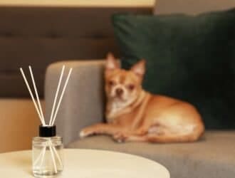 A small dog sits out of focus on a chair. In the foreground, a reed diffuser with four white sticks rests on a table.