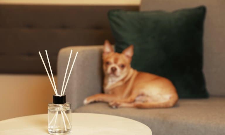 A small dog sits out of focus on a chair. In the foreground, a reed diffuser with four white sticks rests on a table.